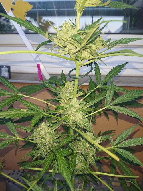 Light-Mix. Week 10