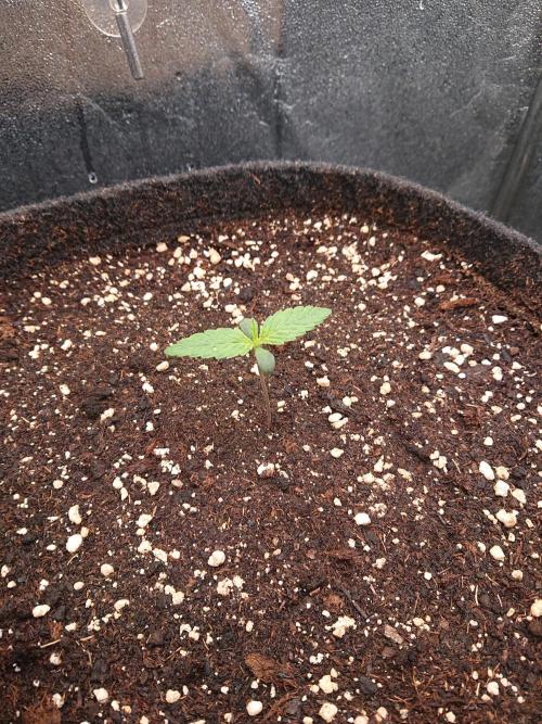 Northern Lights Auto. Week 1