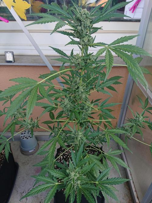 Light-Mix. Week 10