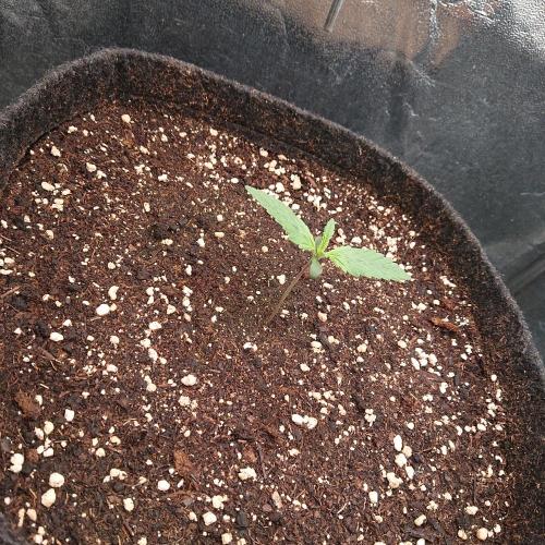 Northern Lights Auto. Week 1