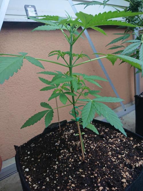 Bud Balkon 2/2. Week 4 - 28.Tag - 26.Juli 
