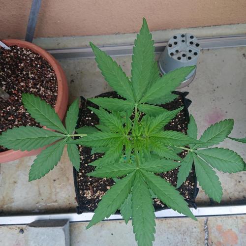 Bud Balkon 2/2. Week 4 - 28.Tag - 26.Juli 