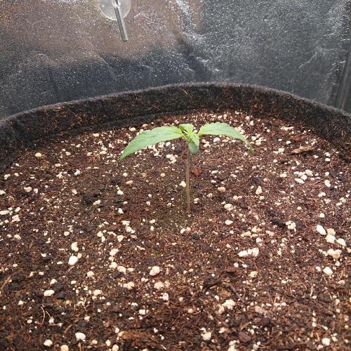 Northern Lights Auto. Week 2