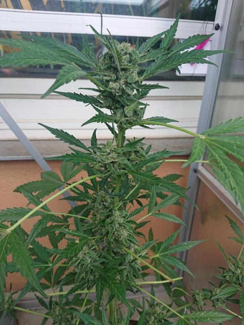 Bud Balkon. Week 10 - 67.Tag - 26.Juli 