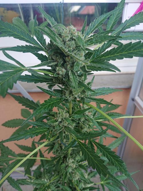 Bud Balkon. Week 10 - 68.Tag - 27.Juli 
