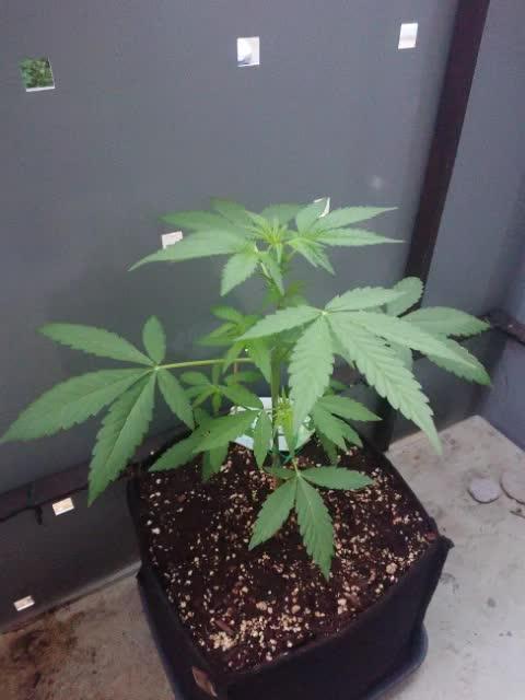 Bud Balkon 2/2