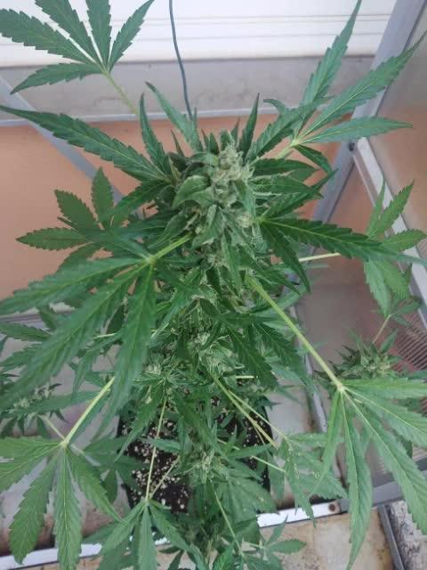 Bud Balkon