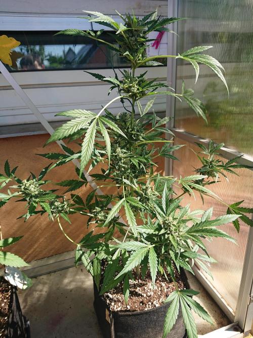 Bud Balkon. Week 10 - 69.Tag - 28.Juli 