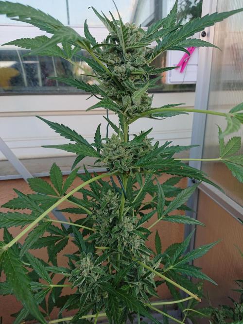 Bud Balkon. Week 10 - 70.Tag - 29.Juli 