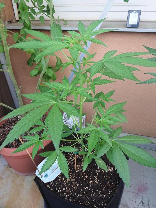 Bud Balkon 2/2. Week 5 - 32.Tag - 30.Juli 