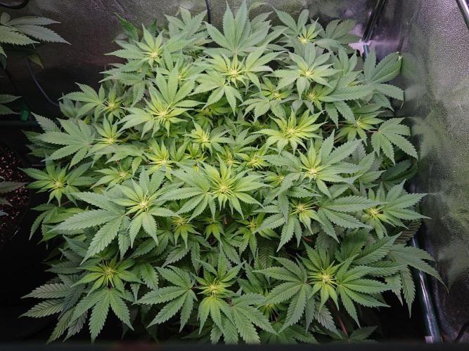 DP60. Week 11