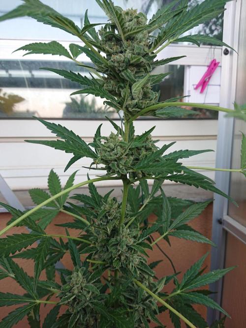 Bud Balkon. Week 11 - 71.Tag - 30.Juli 
