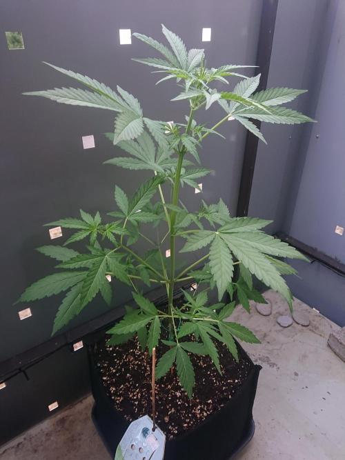 Bud Balkon 2/2. Week 5 - 33.Tag - 31.Juli 