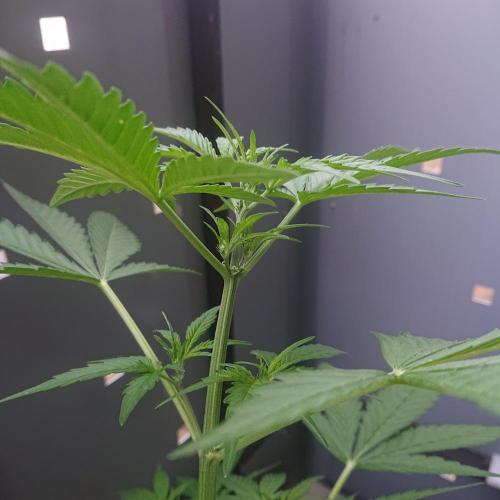 Bud Balkon 2/2. Week 5 - 33.Tag - 31.Juli 