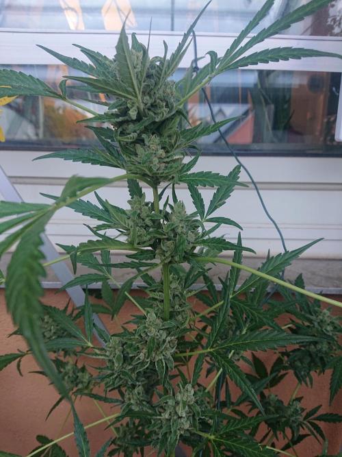 Bud Balkon. Week 11 - 73.Tag - 1.August 