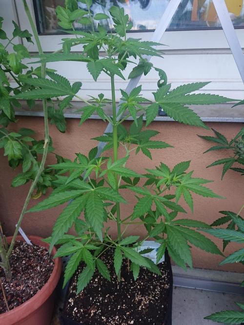 Bud Balkon 2/2. Week 5 - 34.Tag - 1.August 