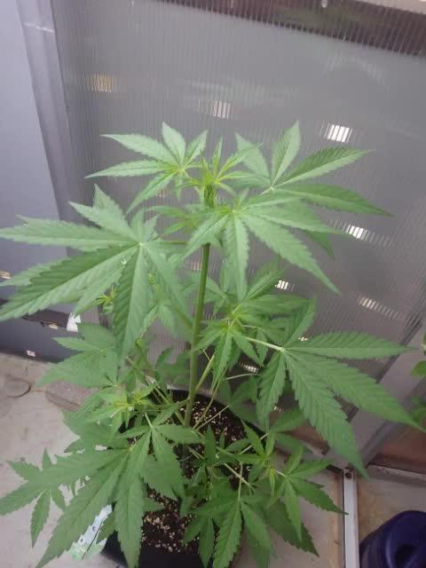 Bud Balkon 2/2