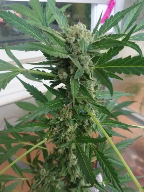 Bud Balkon