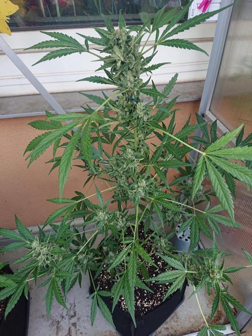 Bud Balkon. Week 11 - 75.Tag - 3.August 