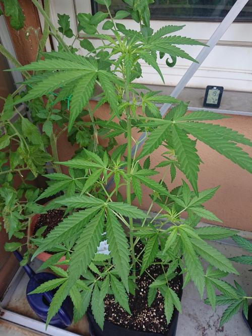 Bud Balkon 2/2. Week 6 - 36.Tag - 3.August 