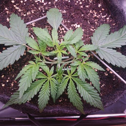 Northern Lights Auto. Week 3