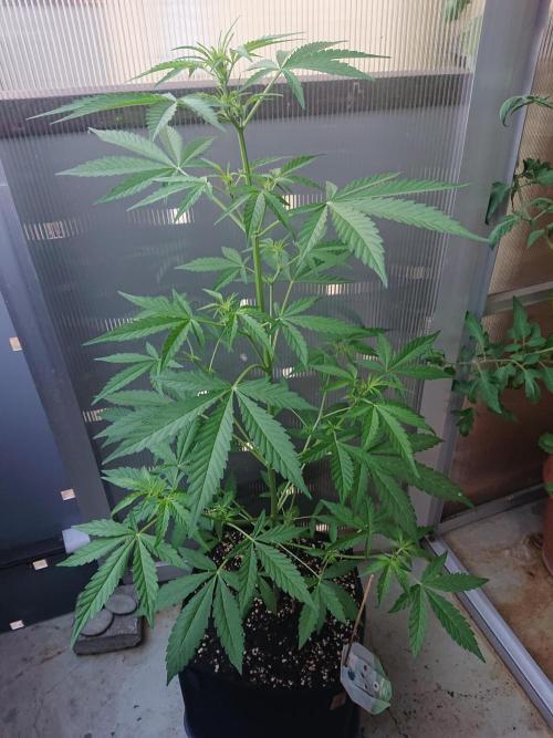 Bud Balkon 2/2. Week 6 - 37.Tag - 4.August 