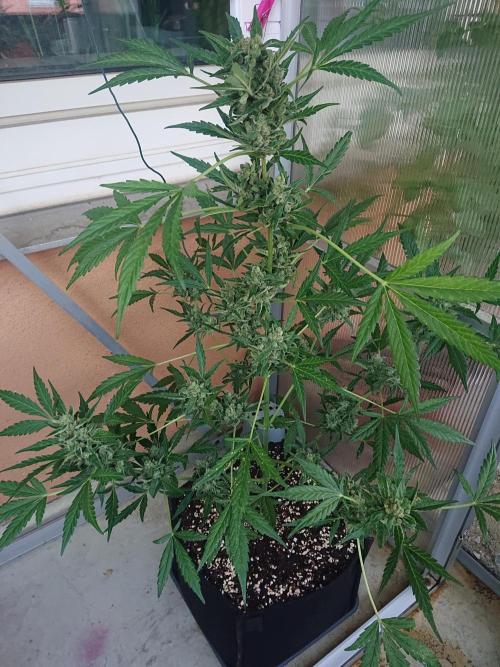 Bud Balkon. Week 11 - 76.Tag - 4.August 