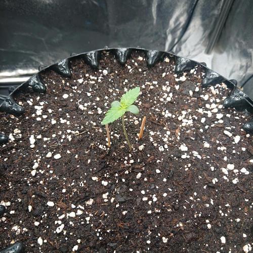 Northern Lights Auto. Week 1