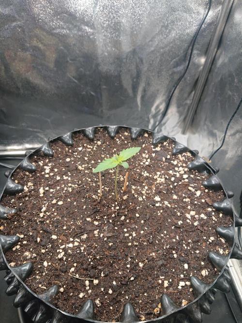 Northern Lights Auto. Week 1