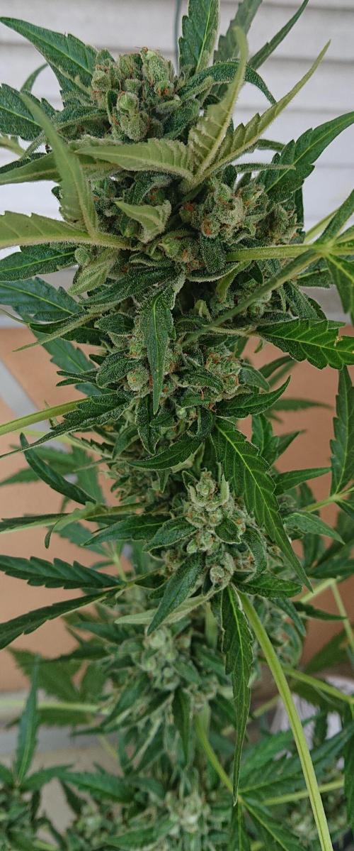 Bud Balkon. Week 11 - 77.Tag - 5.August 