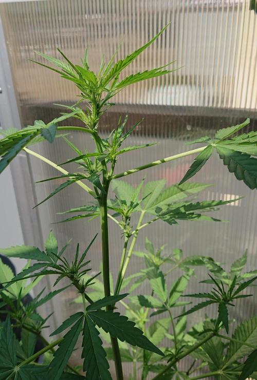 Bud Balkon 2/2. Week 6 - 38.Tag - 5.August 