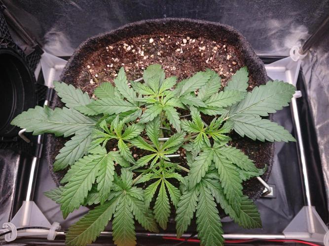 Northern Lights Auto. Week 3