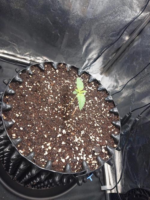 Northern Lights Auto. Week 1