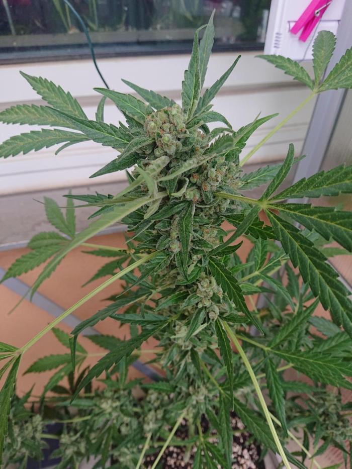 Bud Balkon. Week 12