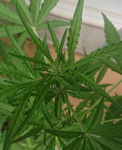 Bud Balkon 2/2. Week 6 - 39.Tag - 6.August 