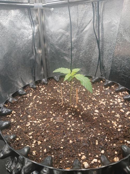 Northern Lights Auto. Week 2