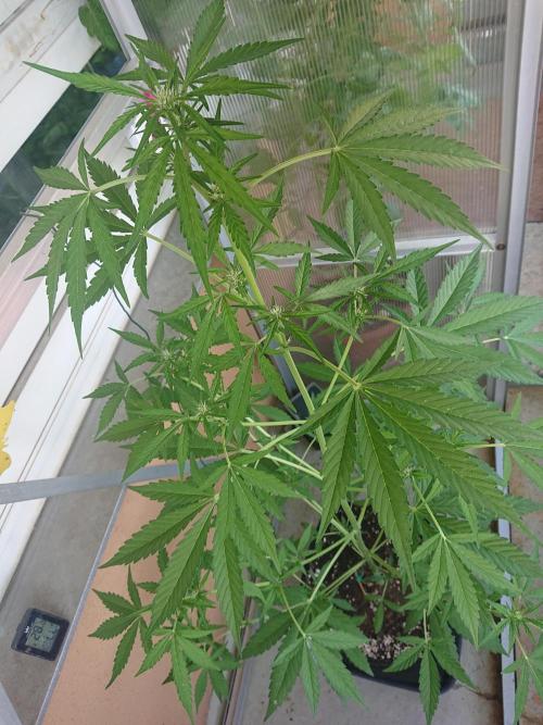 Bud Balkon 2/2. Week 6 - 40.Tag - 7.August 