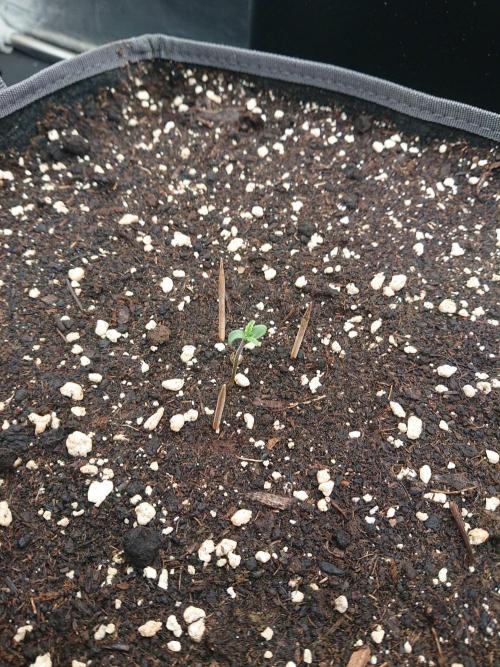 Pineapple Slush XL Auto. Week 1