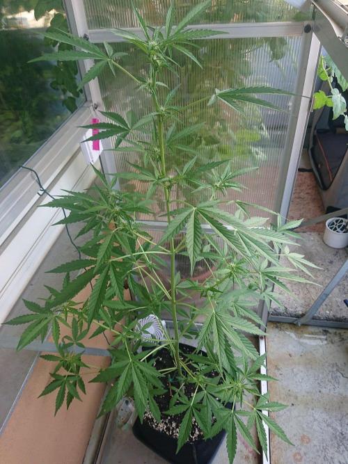 Bud Balkon 2/2. Week 6 - 41.Tag - 8.August 