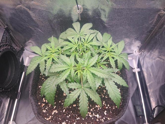 Nordlichter 001. Week 4 - 22.Tag - 9.August 