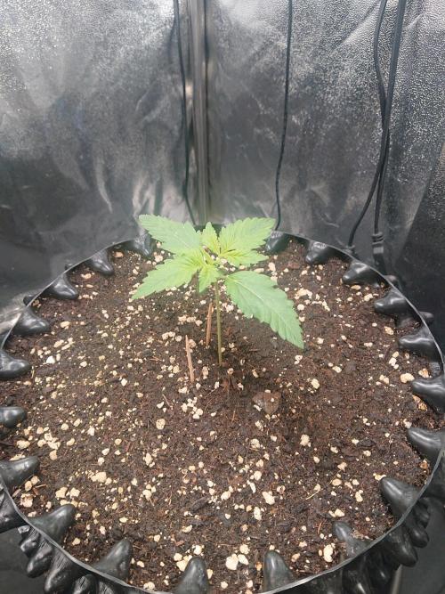 Northern Lights Auto. Week 2