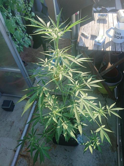 Bud Balkon 2/2. Week 6 - 42.Tag - 9.August 