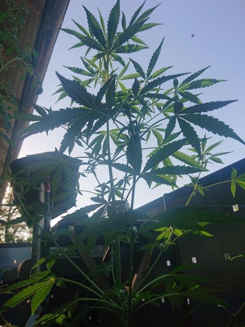 Bud Balkon 2/2. Week 6 - 42.Tag - 9.August 