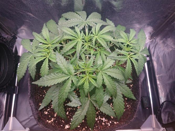 Northern Lights Auto. Week 4