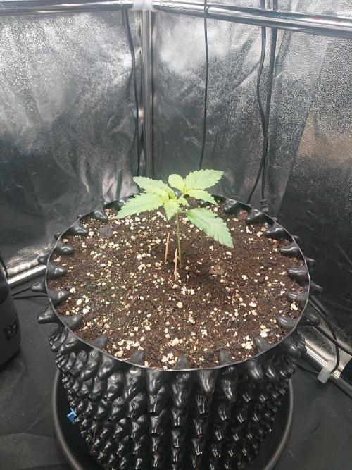 Northern Lights Auto. Week 2