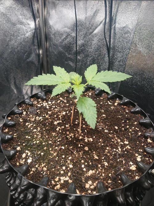 Northern Lights Auto. Week 2