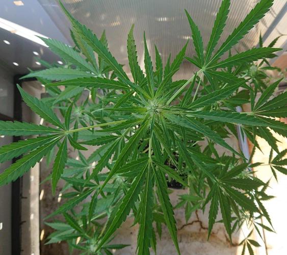 Bud Balkon 2/2. Week 7 - 44.Tag - 11.August 