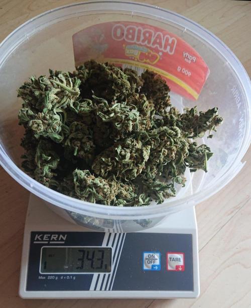 Bud Balkon. Week 13 - Trocken (+ ca 3bis5 g getestet) 