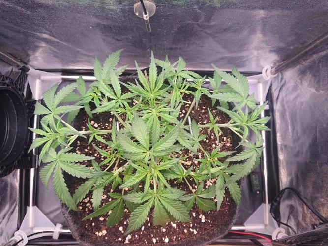 Northern Lights Auto. Week 4