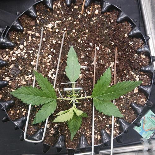 Northern Lights Auto. Week 2